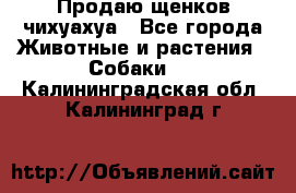 Продаю щенков чихуахуа - Все города Животные и растения » Собаки   . Калининградская обл.,Калининград г.